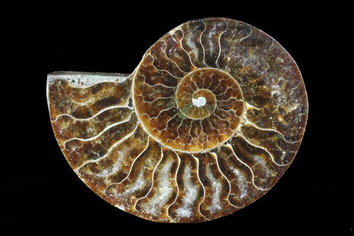Agatized Ammonite Fossil (Half) - Madagascar #83850